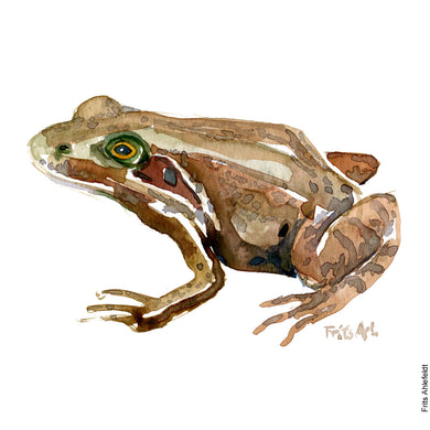 Dw01034 Original A4 Common frog