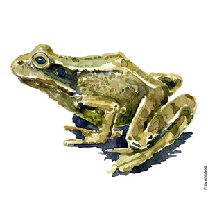 Dw01035 Original A4 Common frog