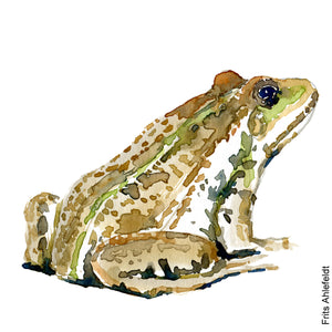 Dw01037 Original A4 Marsh frog