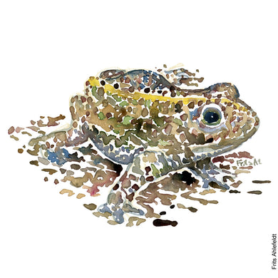 Dw01040 Original A4 Natterjack toad