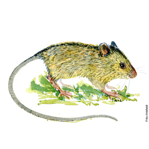 Dw01044 Original A4 Birch mouse watercolor