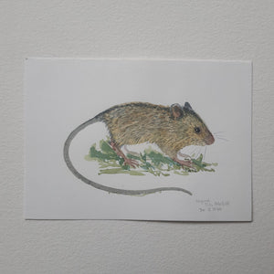 Dw01044 Original A4 Birch mouse watercolor