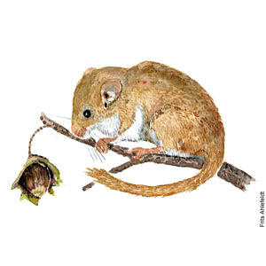 Dw01045 Original A4 Hazel dormouse watercolor