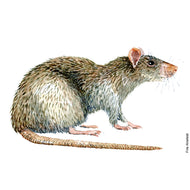 Dw01047 Original Brown rat watercolor