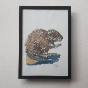 Dw01049 Original A4 Muskrat watercolor