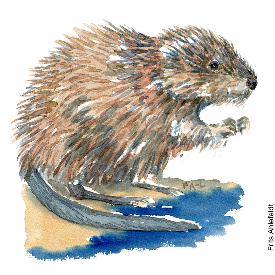 Dw01049 Original A4 Muskrat watercolor