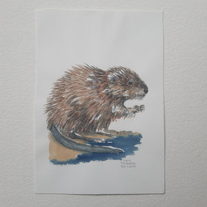 Dw01049 Original A4 Muskrat watercolor