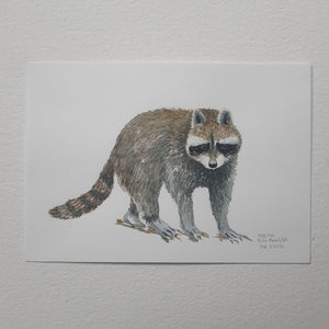 Dw01052 Original A4 Racoon watercolor