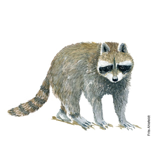 Dw01052 Original A4 Racoon watercolor