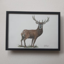 Load image into Gallery viewer, Dw01053 Original A4 Red deer watercolor