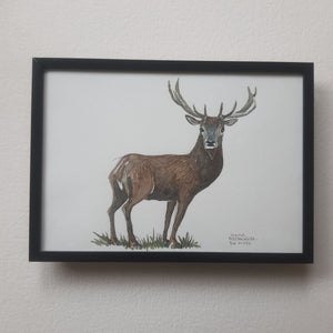 Dw01053 Original A4 Red deer watercolor