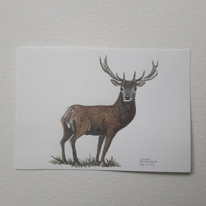 Dw01053 Original A4 Red deer watercolor