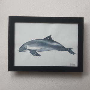 Dw01055 Original A4 harbor porpoise watercolor