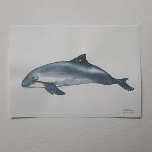 Dw01055 Original A4 harbor porpoise watercolor