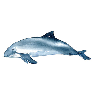 Dw01055 Original A4 harbor porpoise watercolor