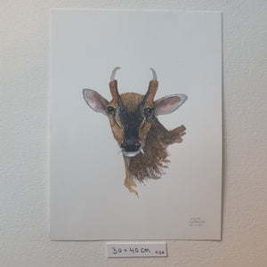 Dw01059 Original Muntjac deer watercolor