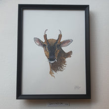 Load image into Gallery viewer, Dw01059 Original Muntjac deer watercolor