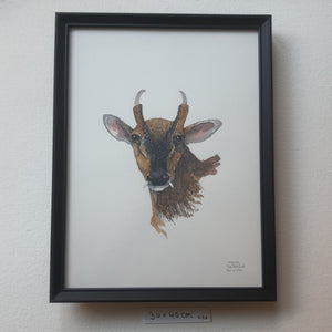 Dw01059 Original Muntjac deer watercolor