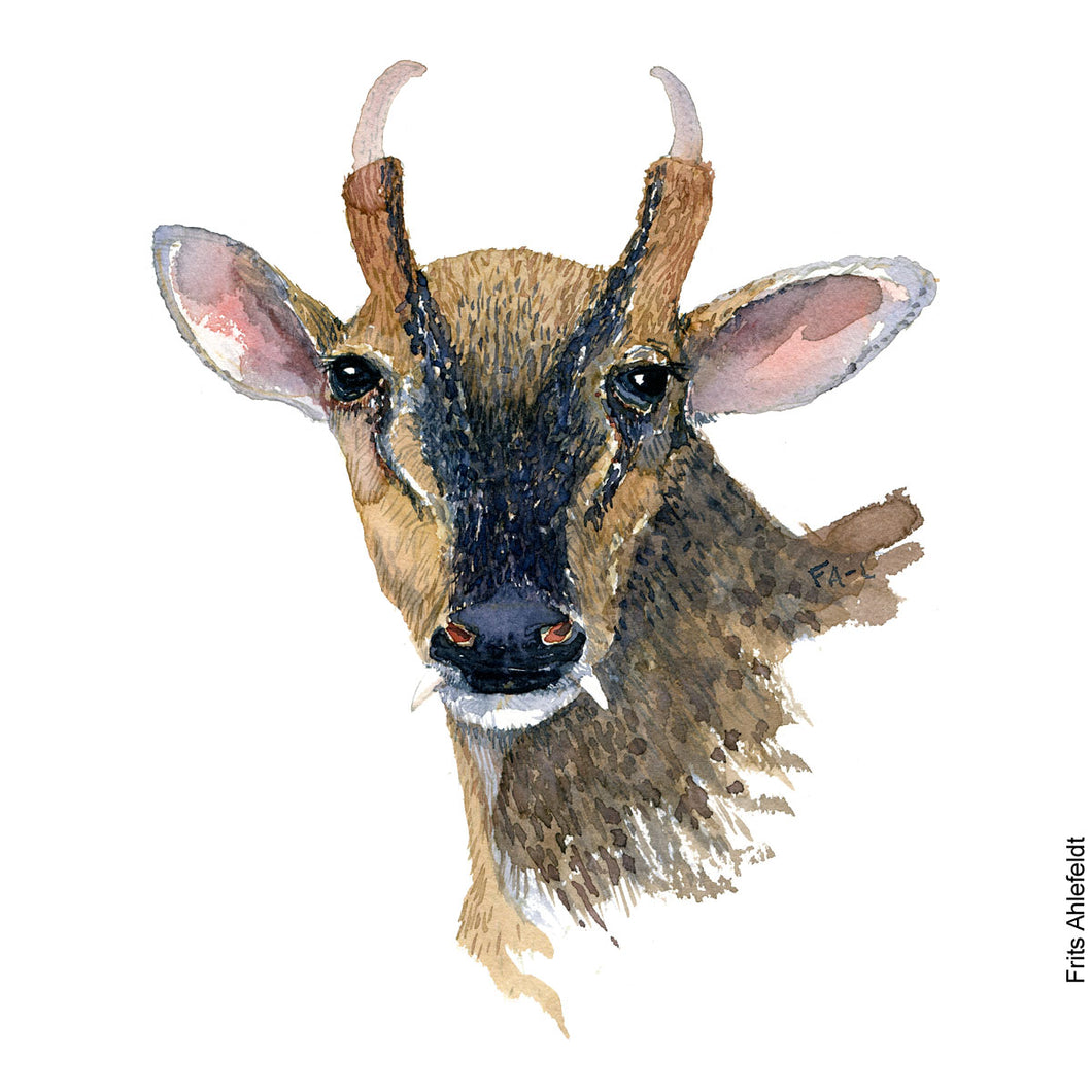 Dw01059 Original Muntjac deer watercolor