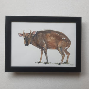 Dw01060 Original A4 Muntjac deer watercolor