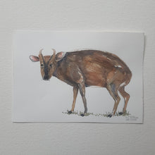 Load image into Gallery viewer, Dw01060 Original A4 Muntjac deer watercolor