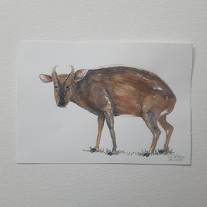 Dw01060 Original A4 Muntjac deer watercolor