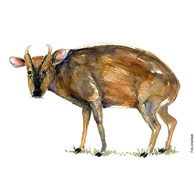 Dw01060 Original A4 Muntjac deer watercolor