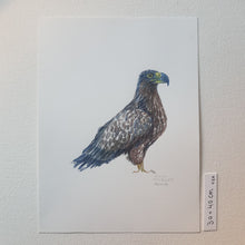 Load image into Gallery viewer, Dw01081 Original Eagle watercolor