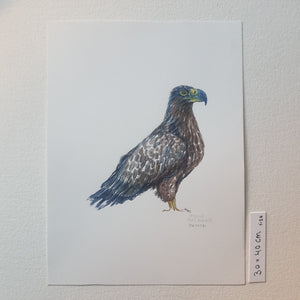 Dw01081 Original Eagle watercolor