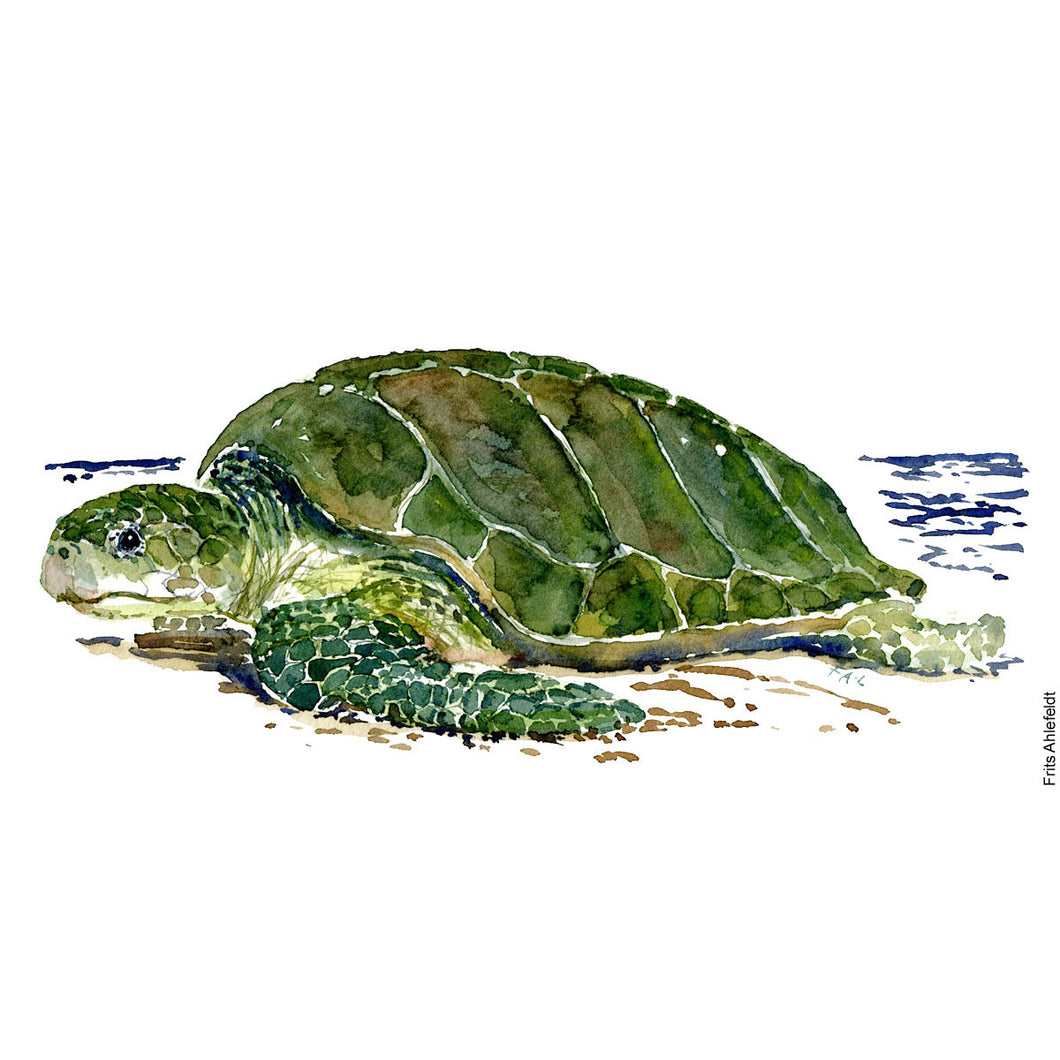 Dw01086 Original Sea turtle watercolor