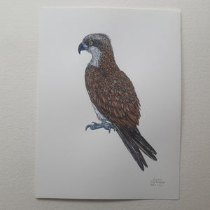 Dw01114 Original Osprey Eagle watercolor