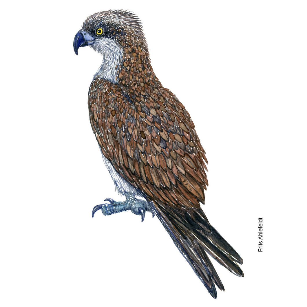 Dw01114 Original Osprey Eagle watercolor