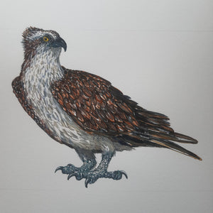 Dw01115 Original Osprey Eagle watercolor