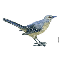 Dw01119 Original Northern mockingbird watercolor