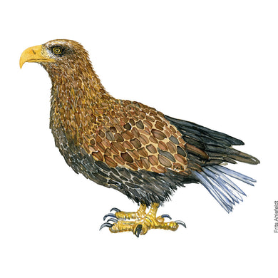 Dw01120 Original White tailed eagle watercolor