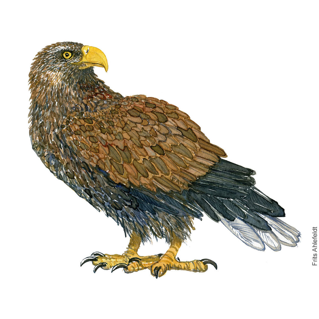 Dw01121 Original White tailed eagle watercolor