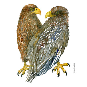 Dw01122 Original White tailed eagle watercolor