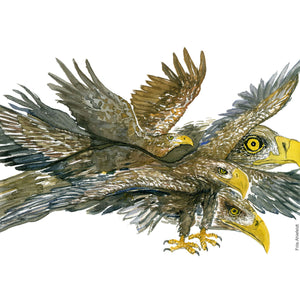 Dw01123 Original White tailed eagle watercolor