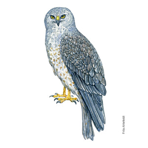 Dw01124 Original Hen harrier watercolor