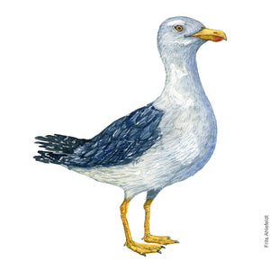 Dw01128 Original Lesser black-backed gull watercolor