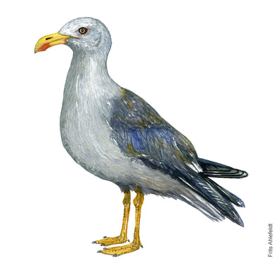 Dw01129 Original Lesser black-backed gull watercolor