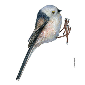 Dw01136 Original Long tailed tit watercolor