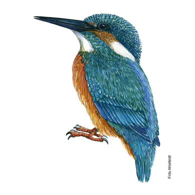 Dw01140 Original Eurasian kingfisher watercolor