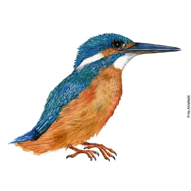 Dw01141 Original Eurasian kingfisher watercolor