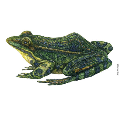 Dw01145 Original Marsh frog watercolor