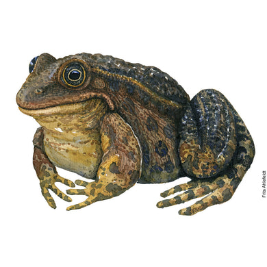 Dw01146 Original Marsh frog watercolor