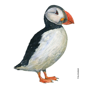 Dw01151 Original Atlantic puffin watercolor