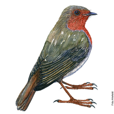 Dw01153 Original European Robin watercolor