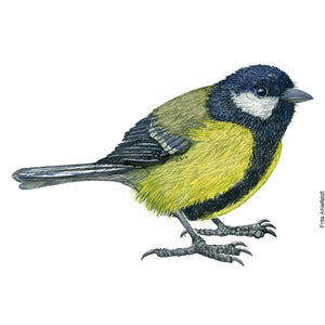 Dw01163 Original Great tit watercolor