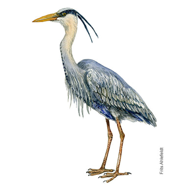 Dw01165 Original Grey heron watercolor